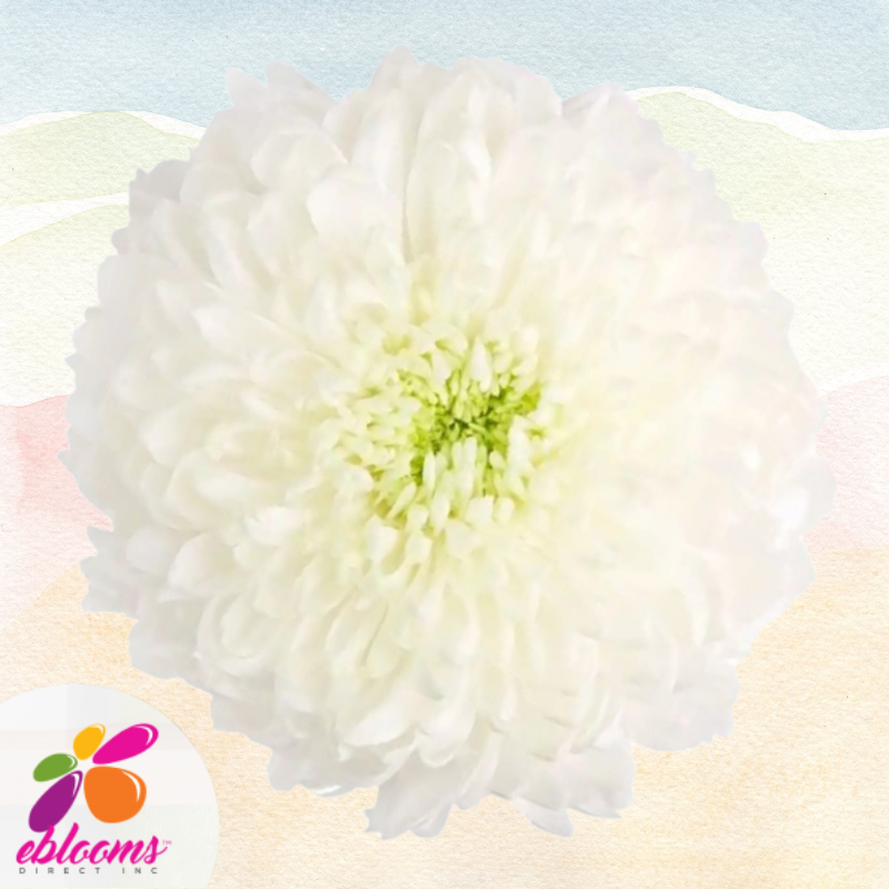 Chrysanthemum Super White Magnun