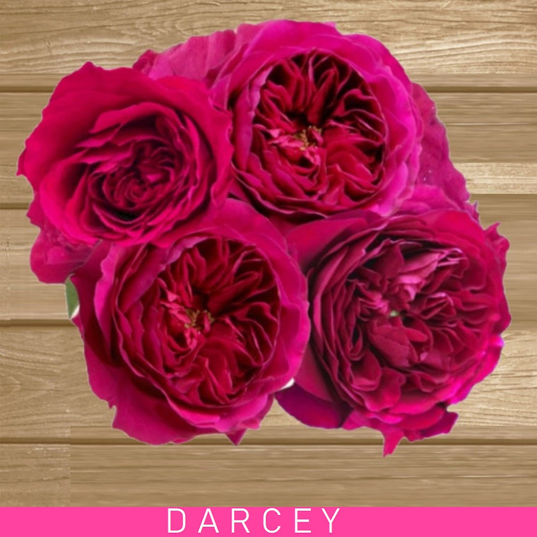 Darcey Garden Roses - Hot Pink - AG