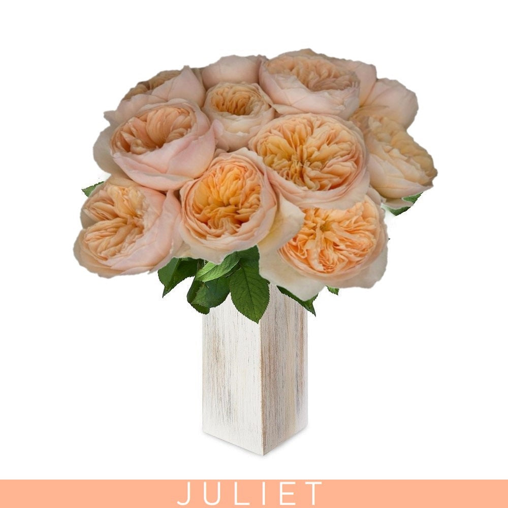 Juliet Peach Garden Roses