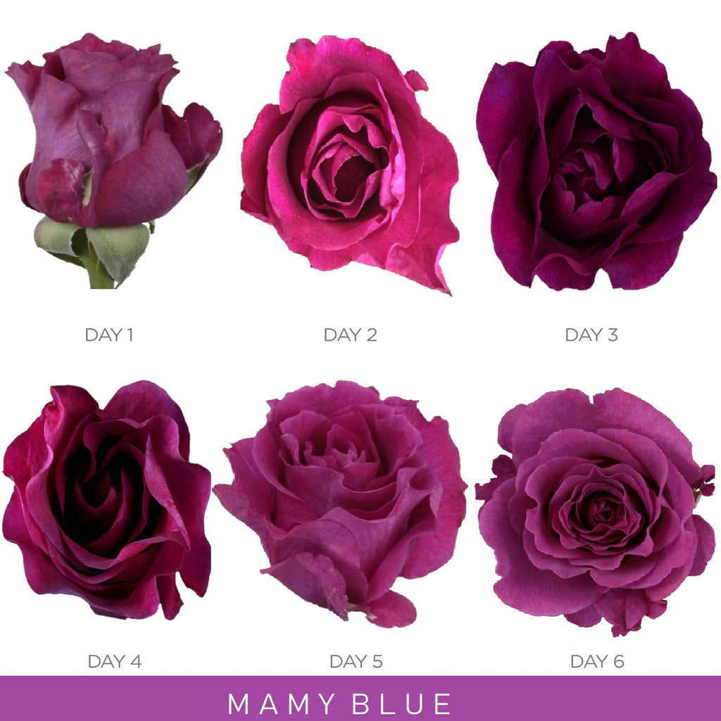 Mamy blue Garden Rose - EbloomsDirect