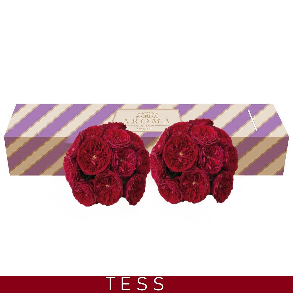 Tess Garden Rose - Red Velvet AG