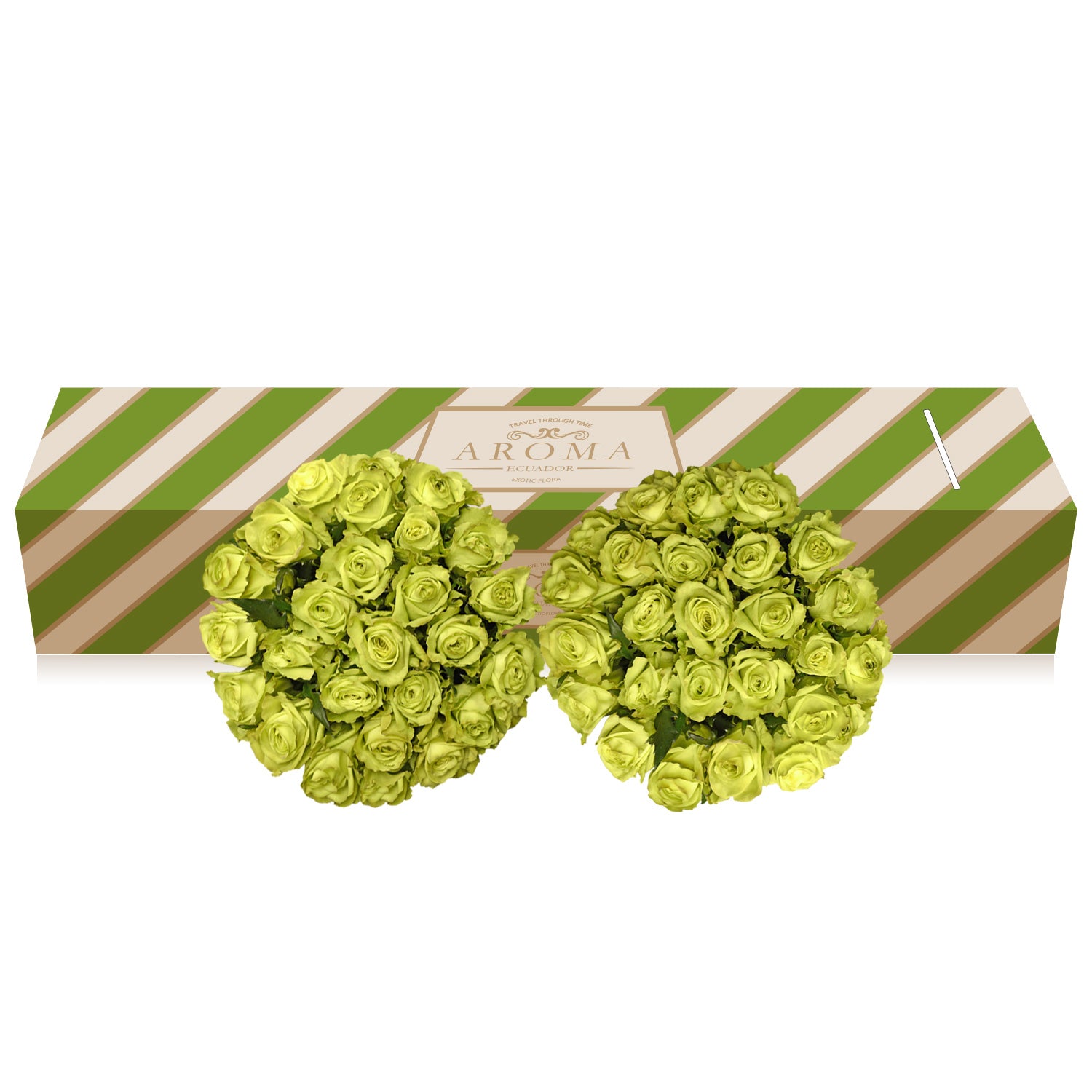 Green Roses – Eblooms Farm Direct Inc.