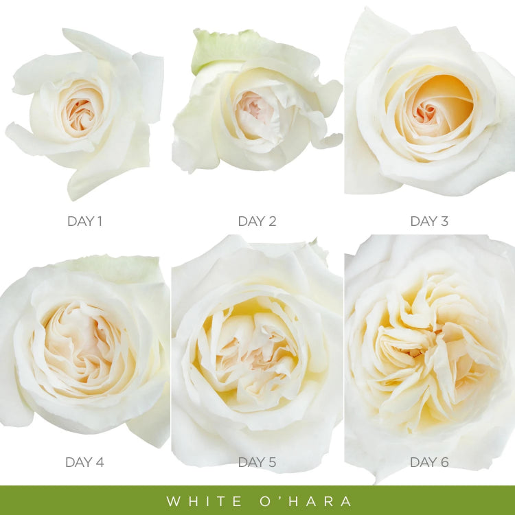 White O'hara Garden Roses - Premium scented Roses - English roses - roses wholesale- EbloomsDirect