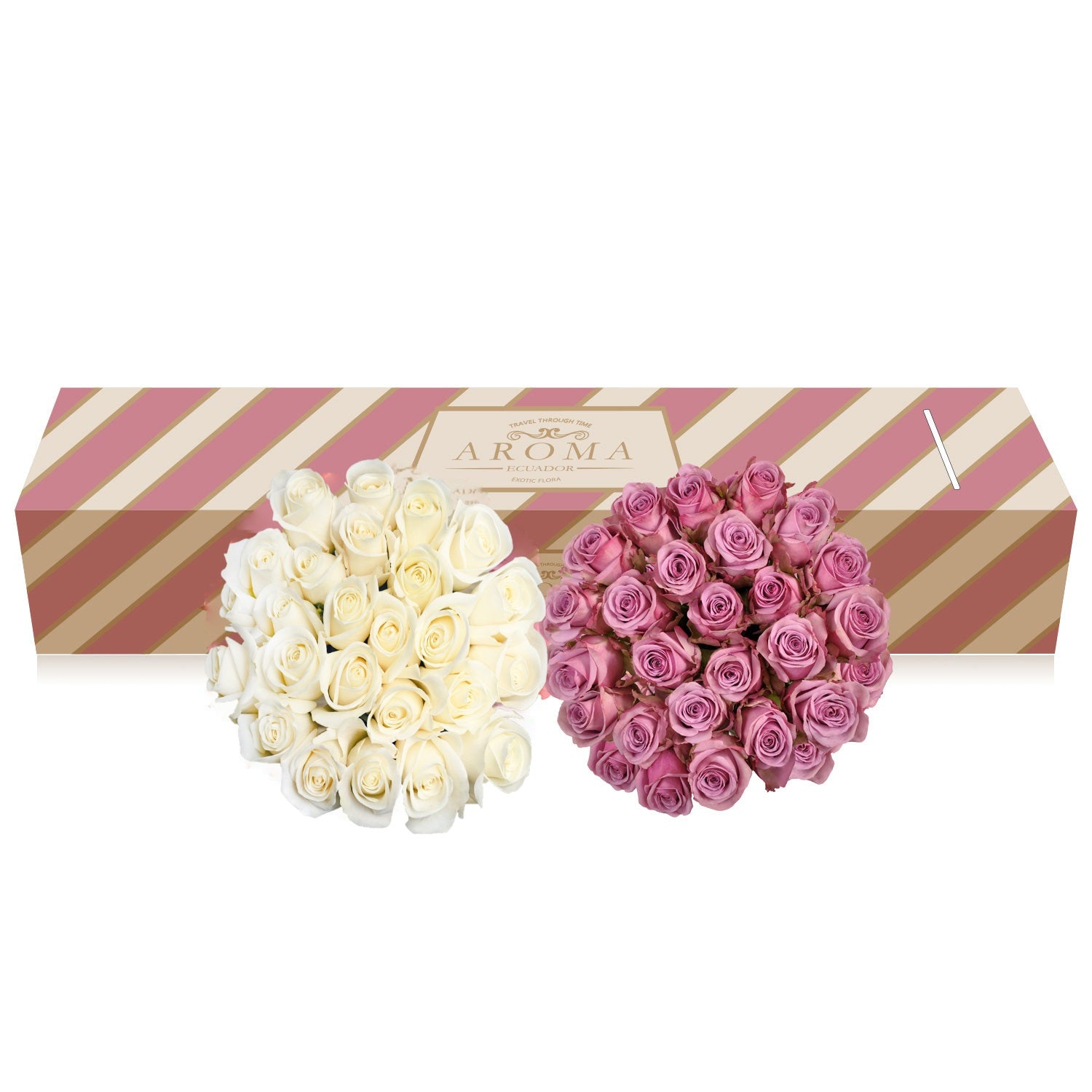 Roses White and Purple