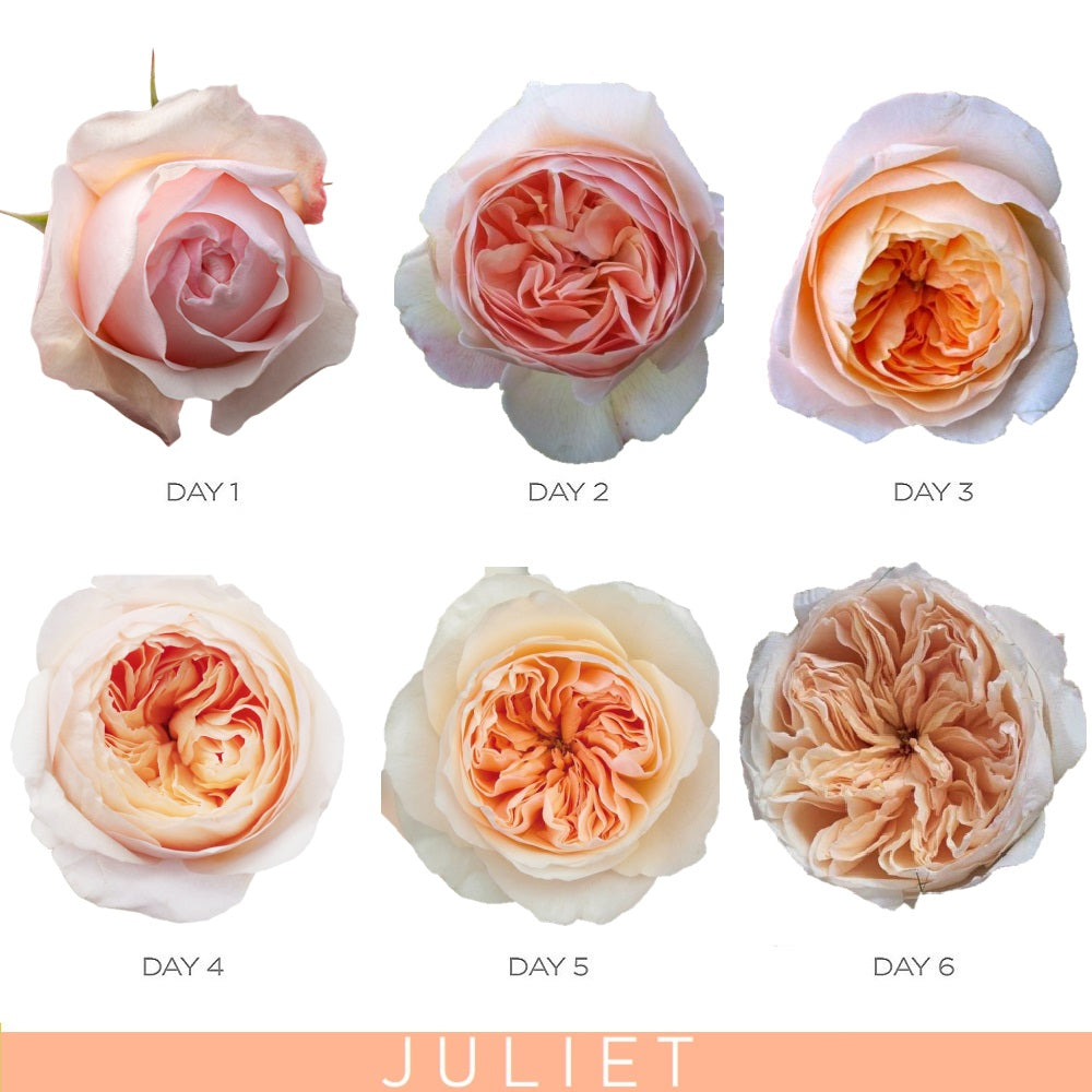 Juliet Garden Roses Peach Rose Bush on Sale - Free Delivery $80 – Eblooms  Farm Direct Inc.