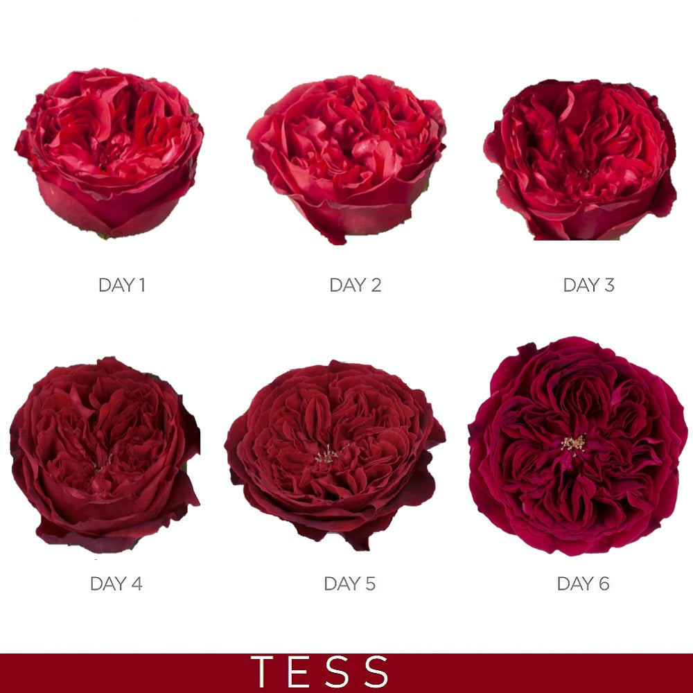 Tess Garden Rose - Red Velvet AG