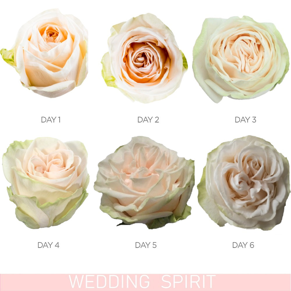 Wedding Spirit Garden Rose - Eblooms Direct