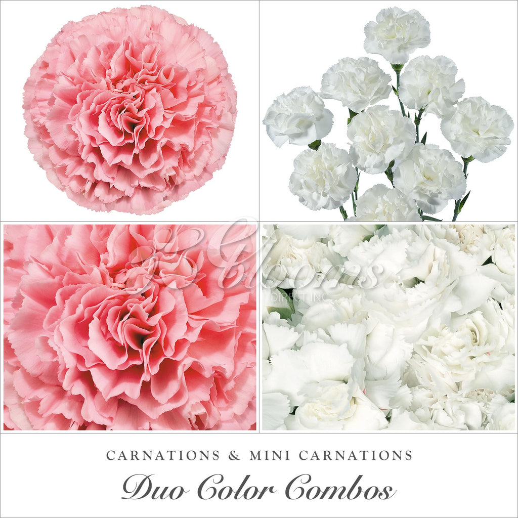 Carnations and Mini Carnation White - Pink