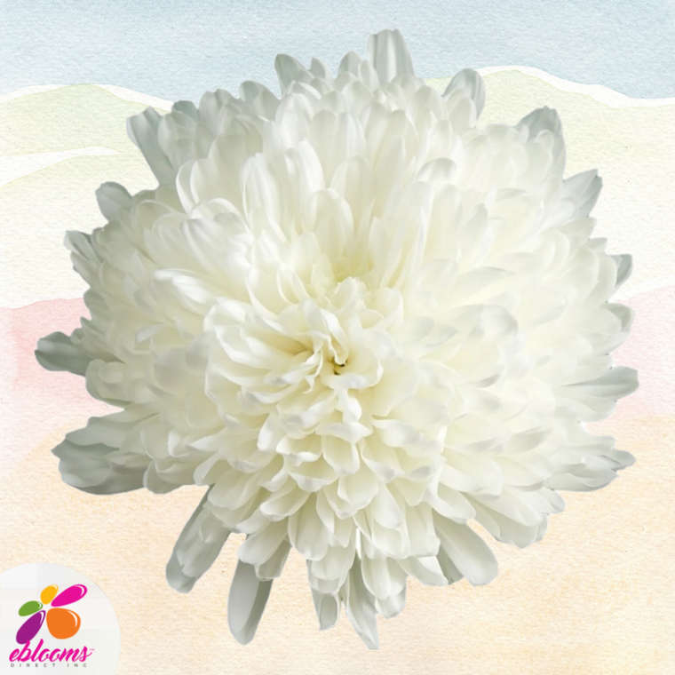 Chrysanthemum White Gagarin