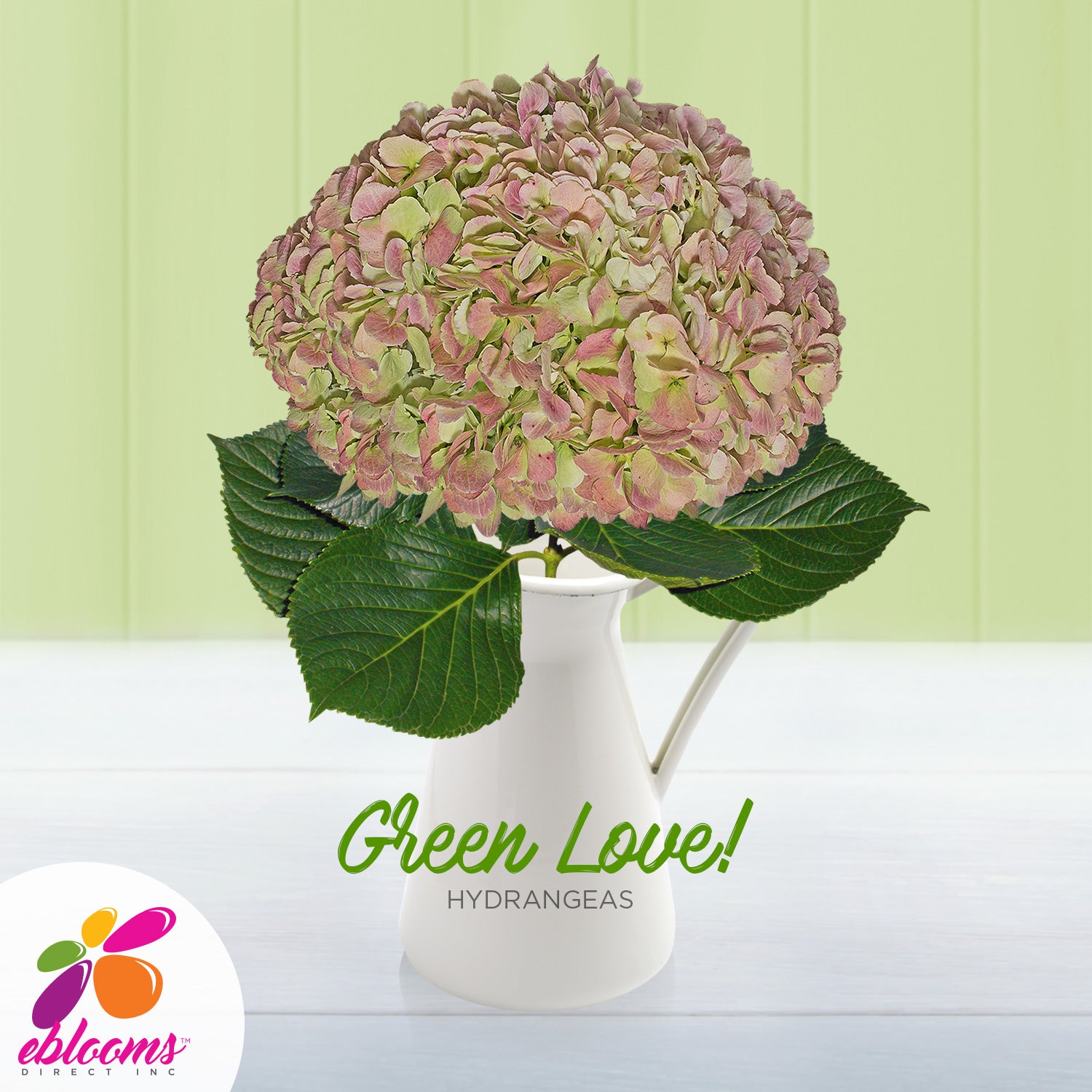 Hydrangeas Jumbo Antique Green