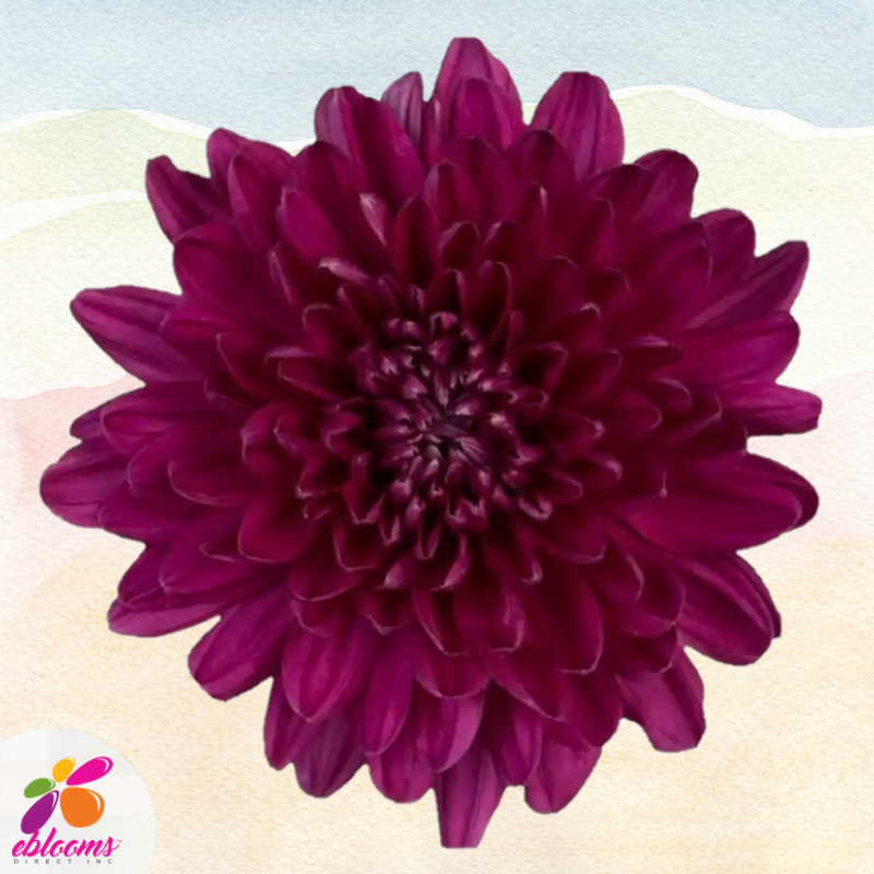 Chrysanthemum Purple Andrea