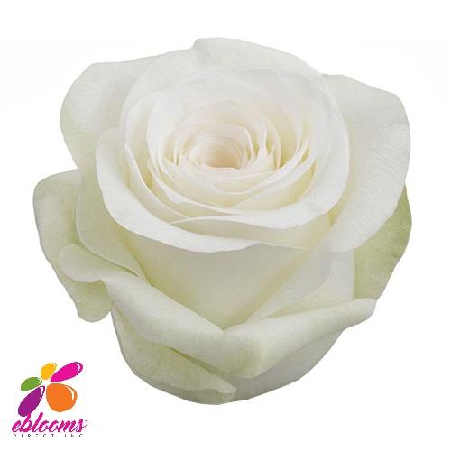 Alba Rose Variety - EbloomsDirect