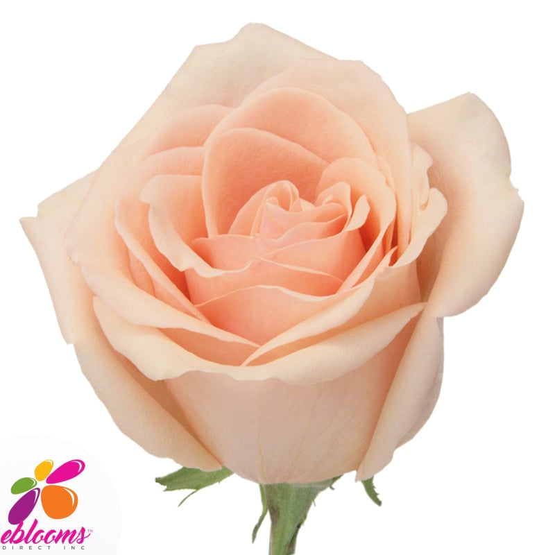 Alejandra Peach Rose variety