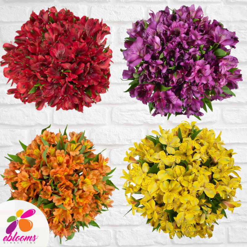 Alstroemeria Fall Mix Flower Delivery near me -EbloomsDirect