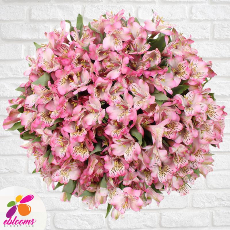 Pink Alstroemeria free delivery near me - EbloomsDirect
