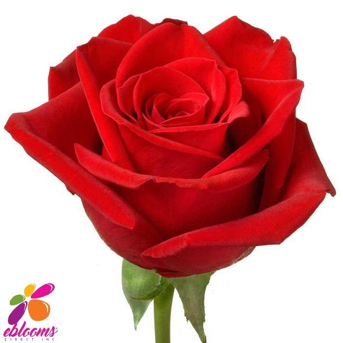 V.I.Pink Rose Variety - Hot Pink Roses near me - EbloomsDirect