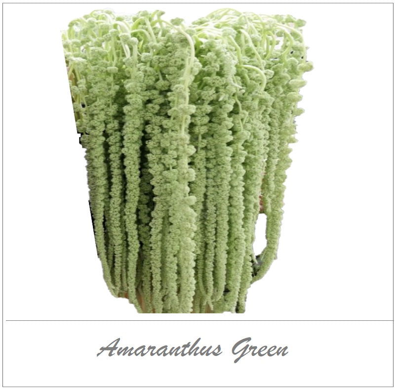 Amaranthus Green - EbloomsDirect
