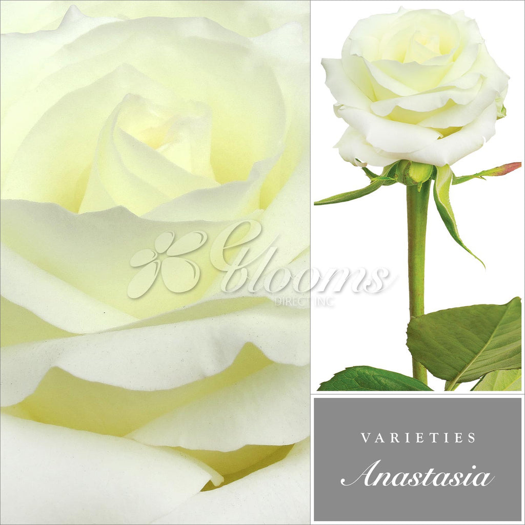 Anastasia Standard Rose Variety