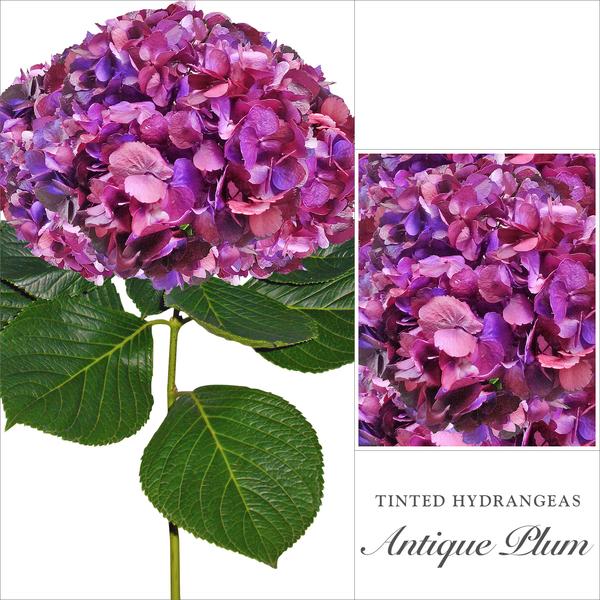 Hydrangea Plum Purple