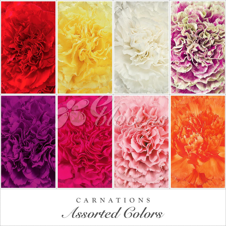 Carnation Assorted Colors