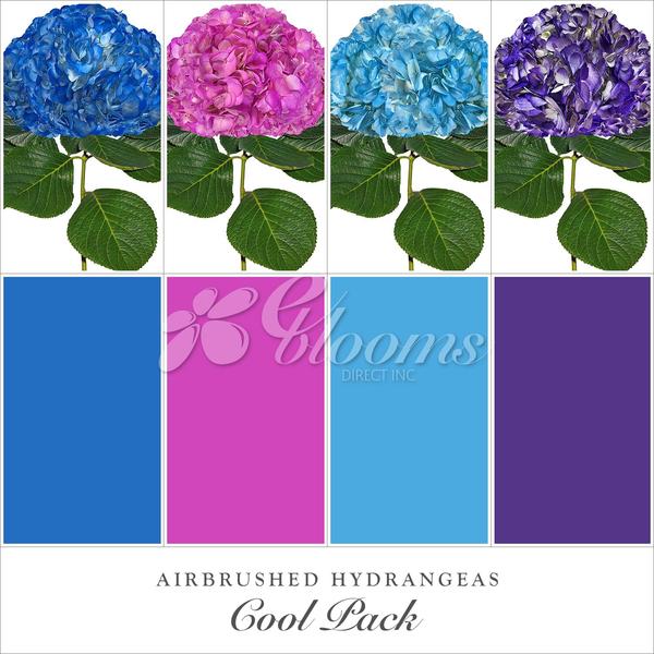 Hydrangea Airbrushed Cool combo Pack Blue- HotPink -Light Blue and Purple