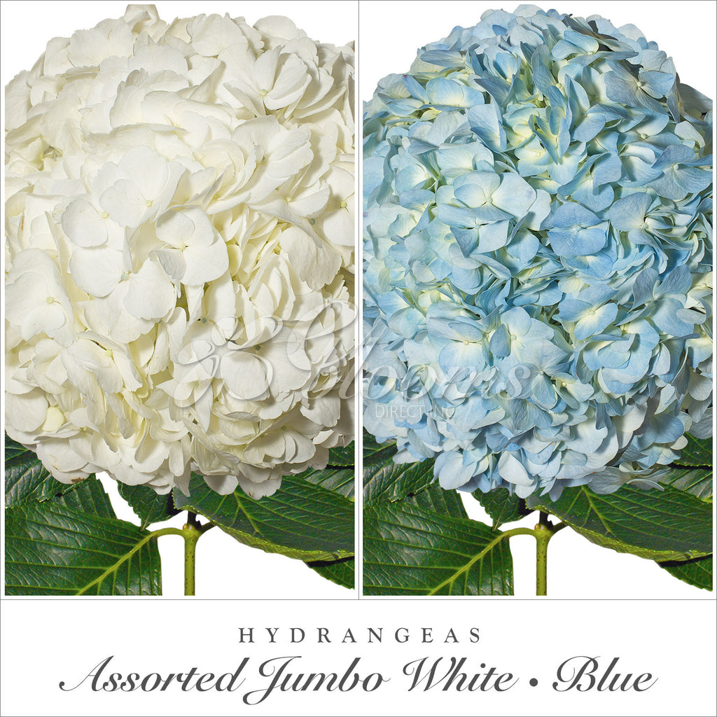 White and Blue Hydrangea - EbloomsDirect