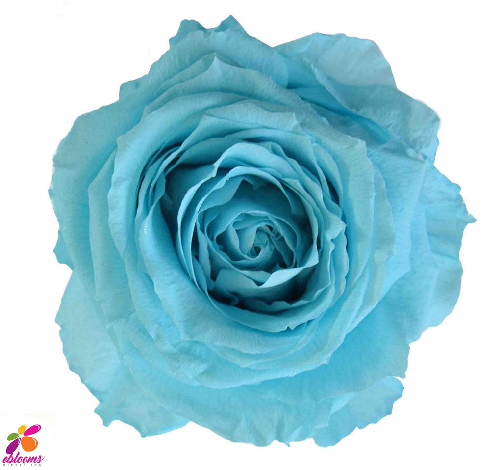 Preserved Flower Sky blue - wholesale rose