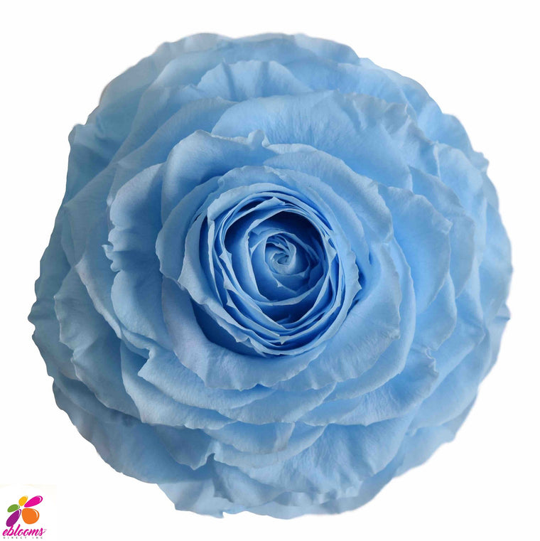 Preserved Roses Baby Blue - EbloomsDirect