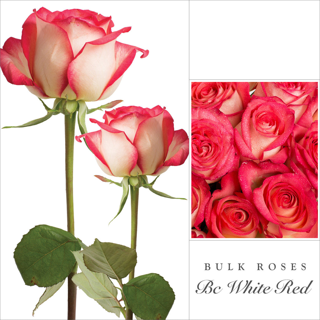 Bicolor White/Red Roses - Eblooms Farm Direct Inc.