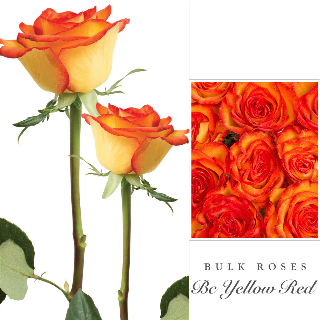 Bicolor Yellow orange roses the best flower arrangements and bouquets to order online for any ocassion and wedding and valentine's day