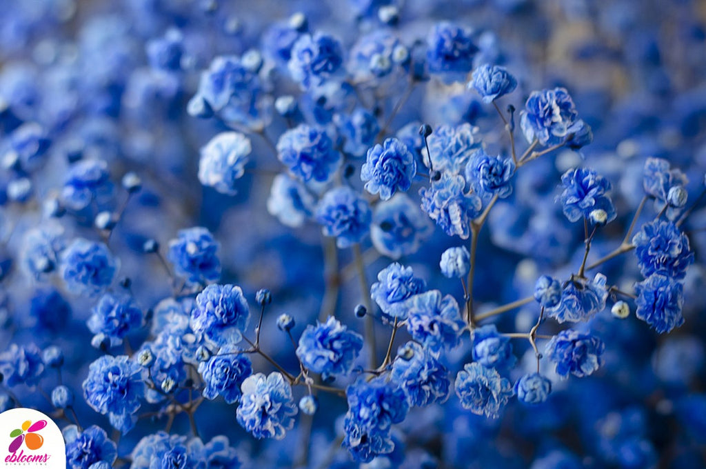Baby's Breath Blue Tinted