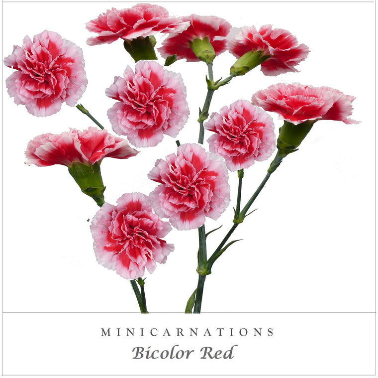 Mini Carnations Bicolor Red - EbloomsDirect