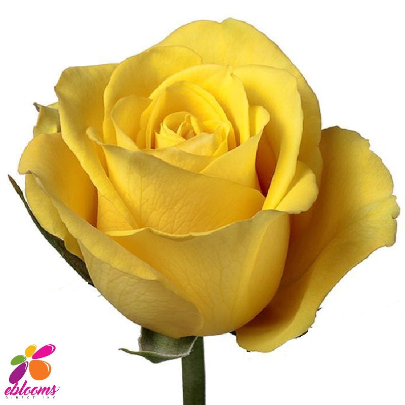 Bikini Yellow Rose - EbloomsDirect