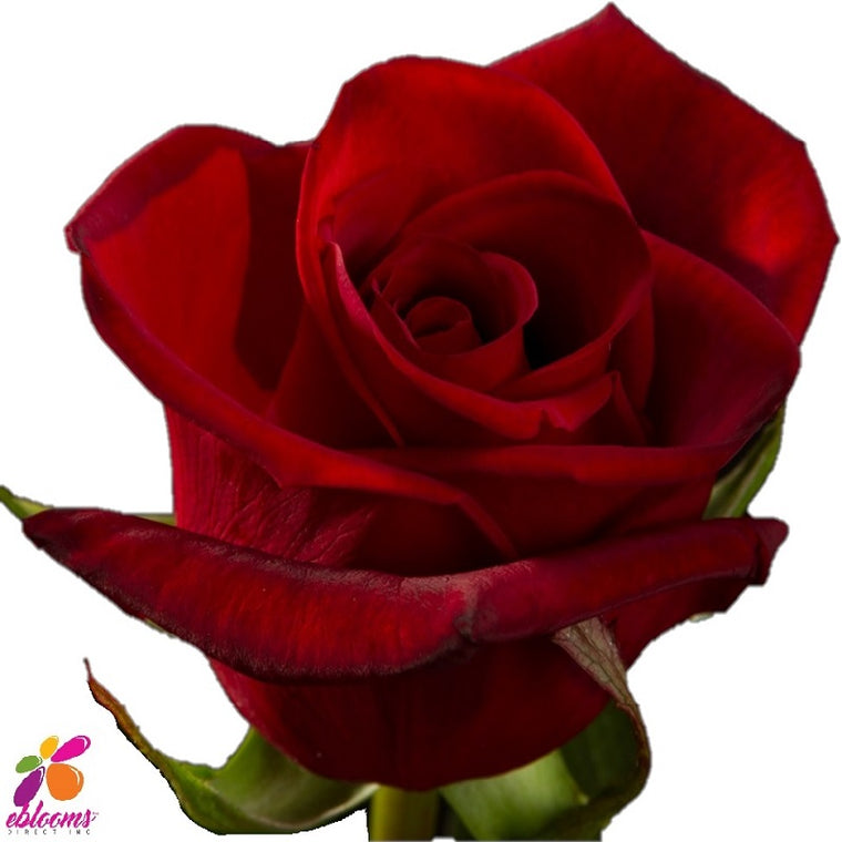 Black Magic Red Burgundy Rose Variety