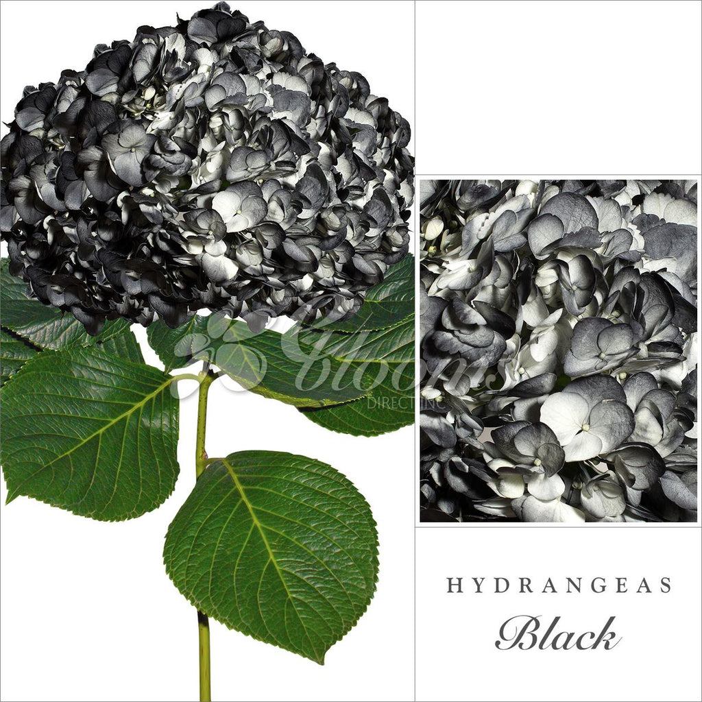 Hydrangea Black