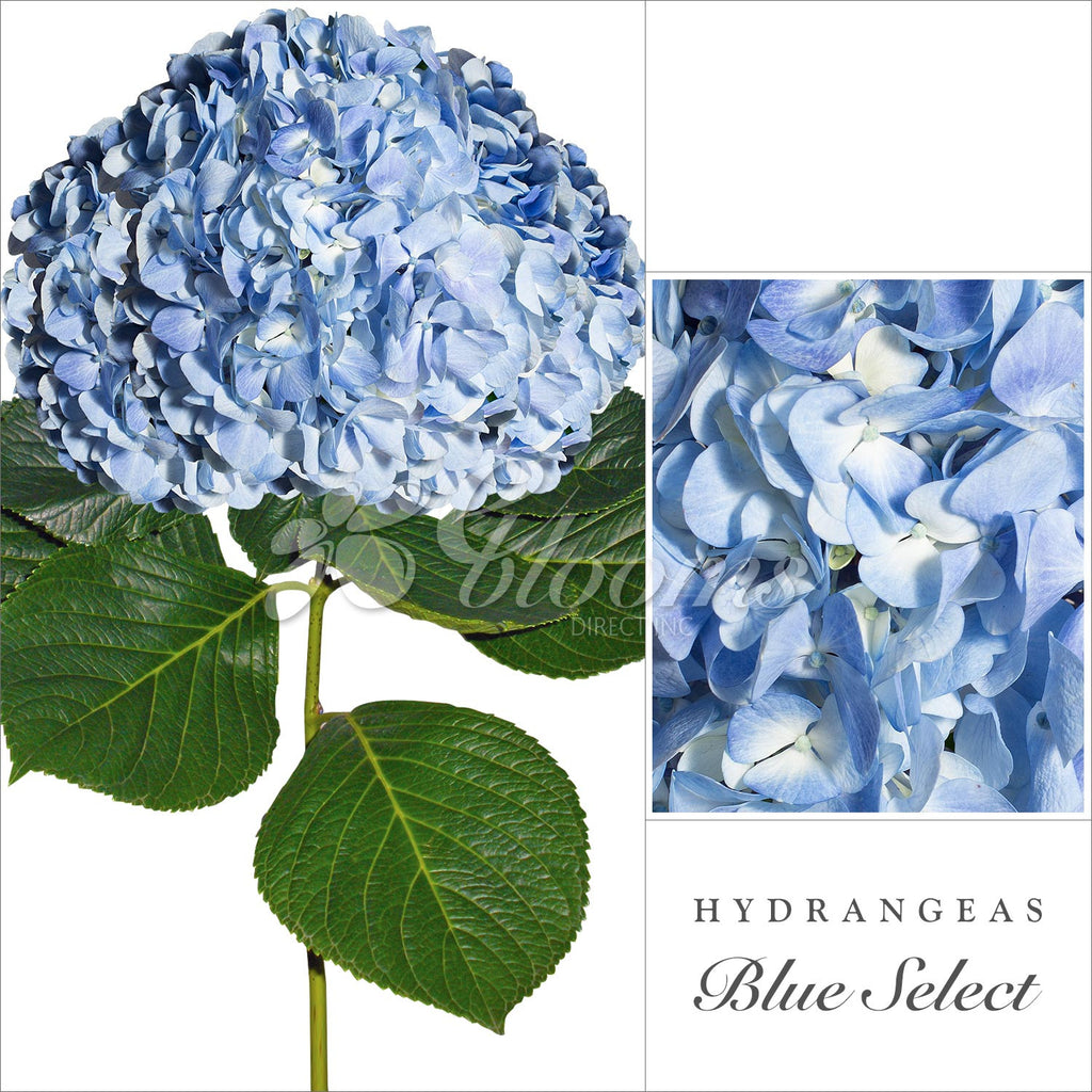 Blue Hydrangea  - EbloomsDirect