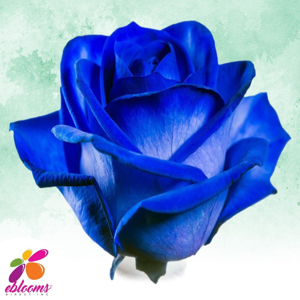 Blue Tinted roses - EbloomsDirect