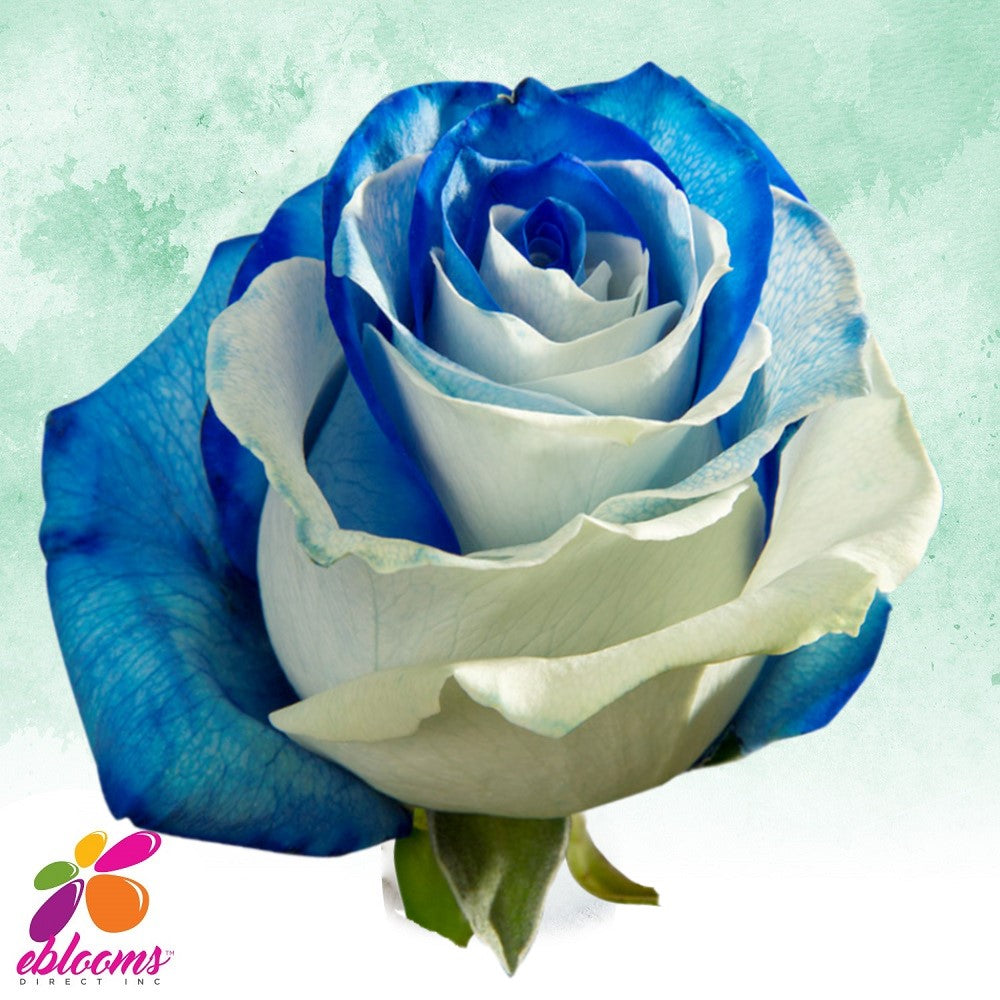 Blue and White Roses - EbloomsDirect