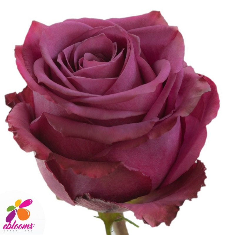 Blueberry Rose variety EbloomsDirect Eblooms Farm Direct Inc.