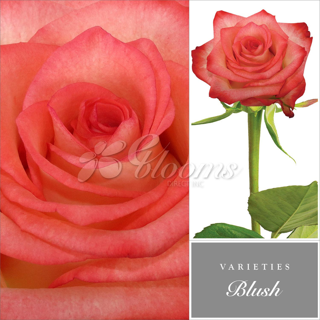 Rose Blush Bicolor White and Red - EbloomsDirect