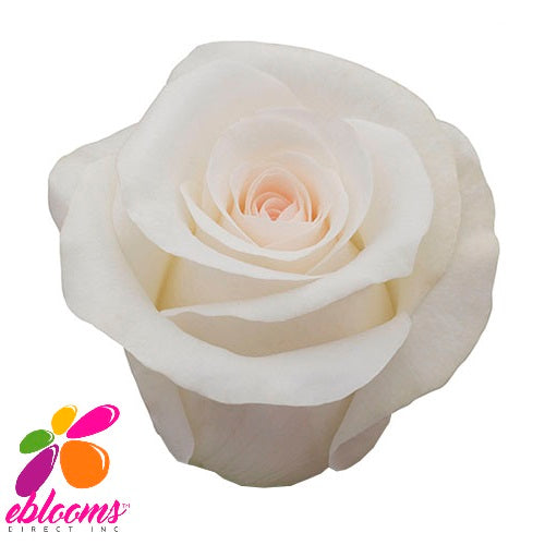 Bridal Akito Rose Variety - EbloomsDirect