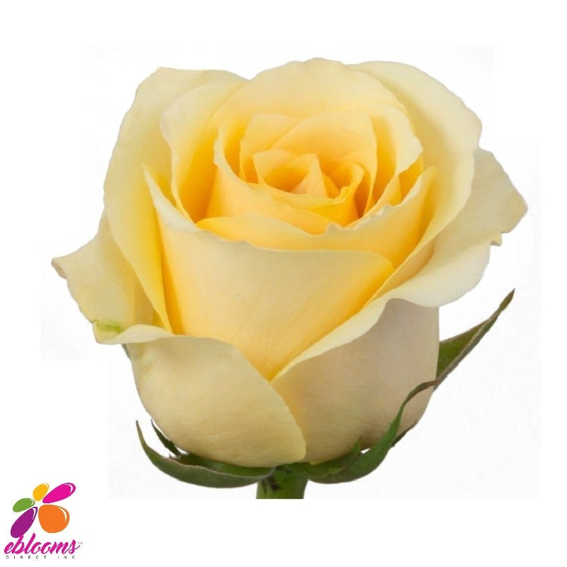Butter Scotch Rose variety - EbloomsDirect