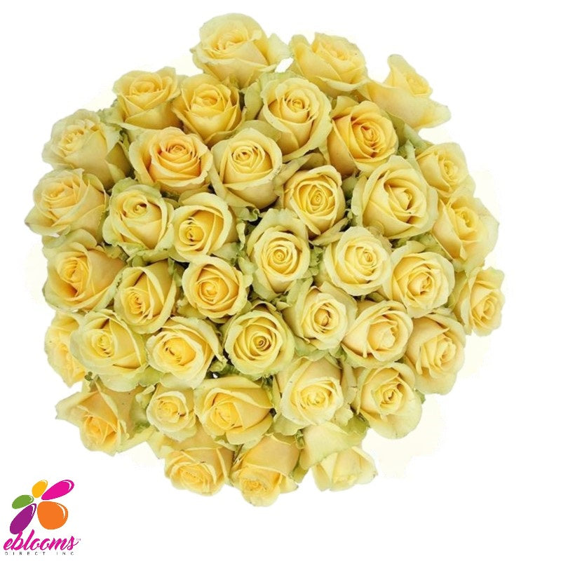 Butter Scotch Yellow Rose Variety -EbloomsDirect – Eblooms Farm