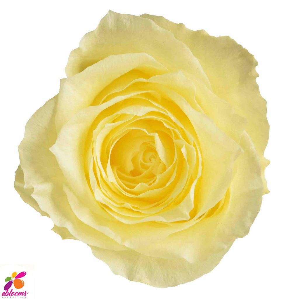 Preserved Flower light yellow roses - wholesale rose