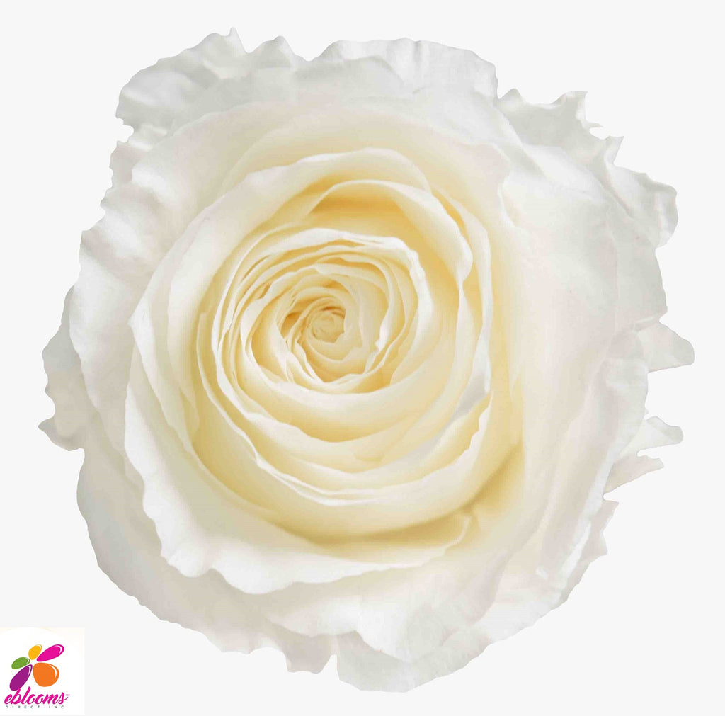 Preserved Flower Rose White - wholesale rose