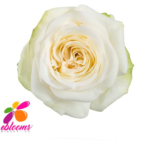Candlelight Rose Variety - EbloomsDirect