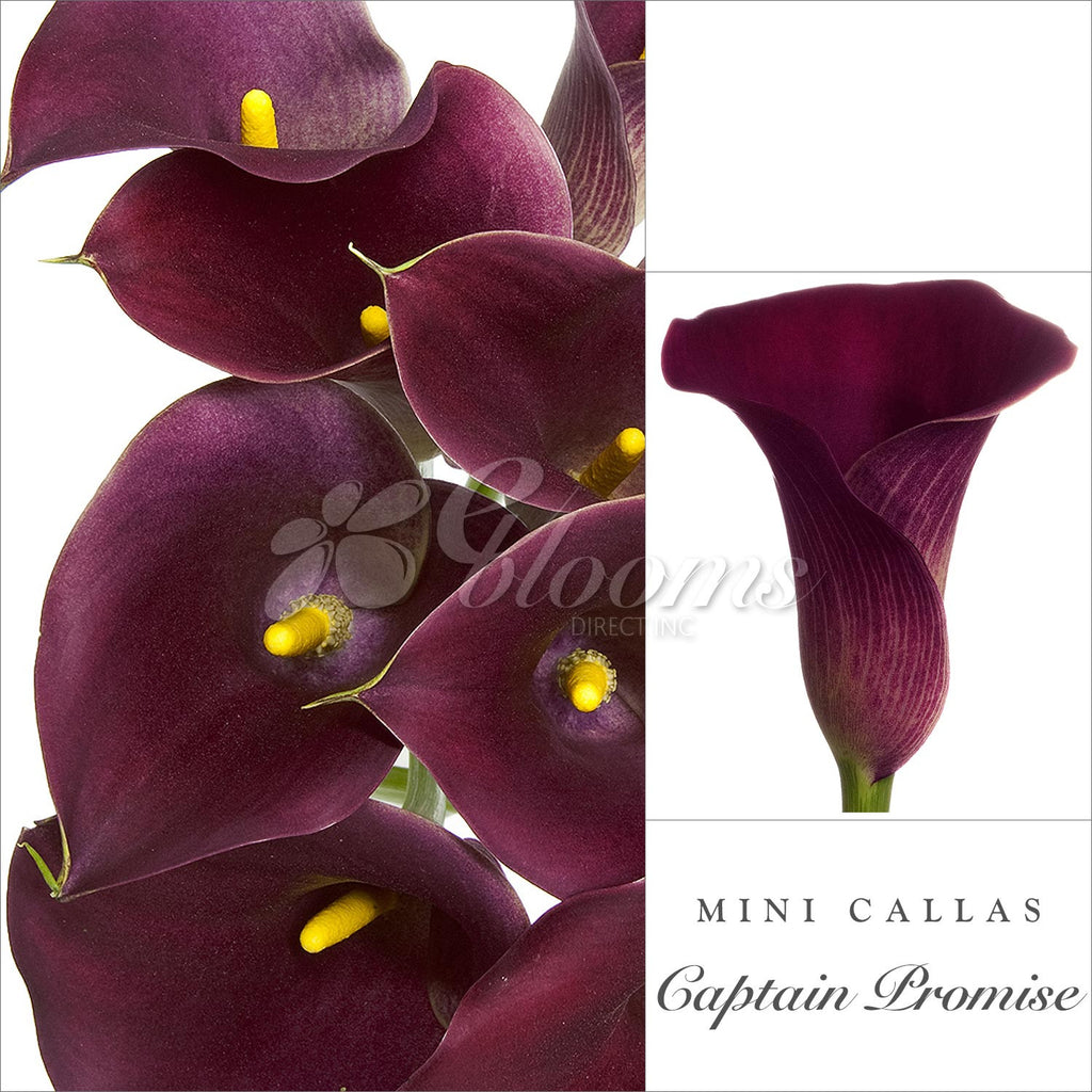 Dark Purple Mini Callas - EbloomsDirect