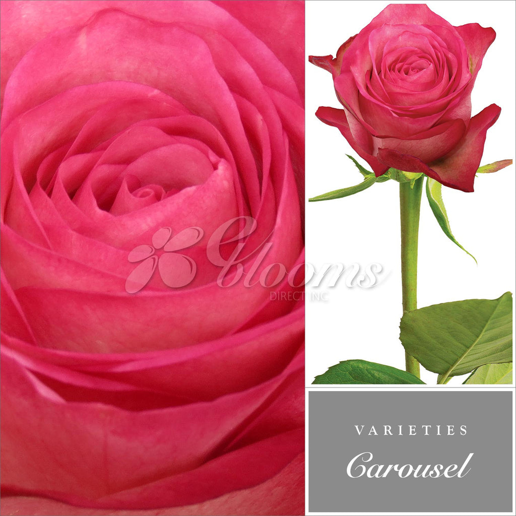 Rose Carrousel Bicolor White and Pink - EbloomsDirect