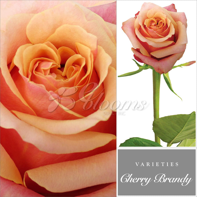 Rose Cherry Brand Bicolor Orange - EbloomsDirect