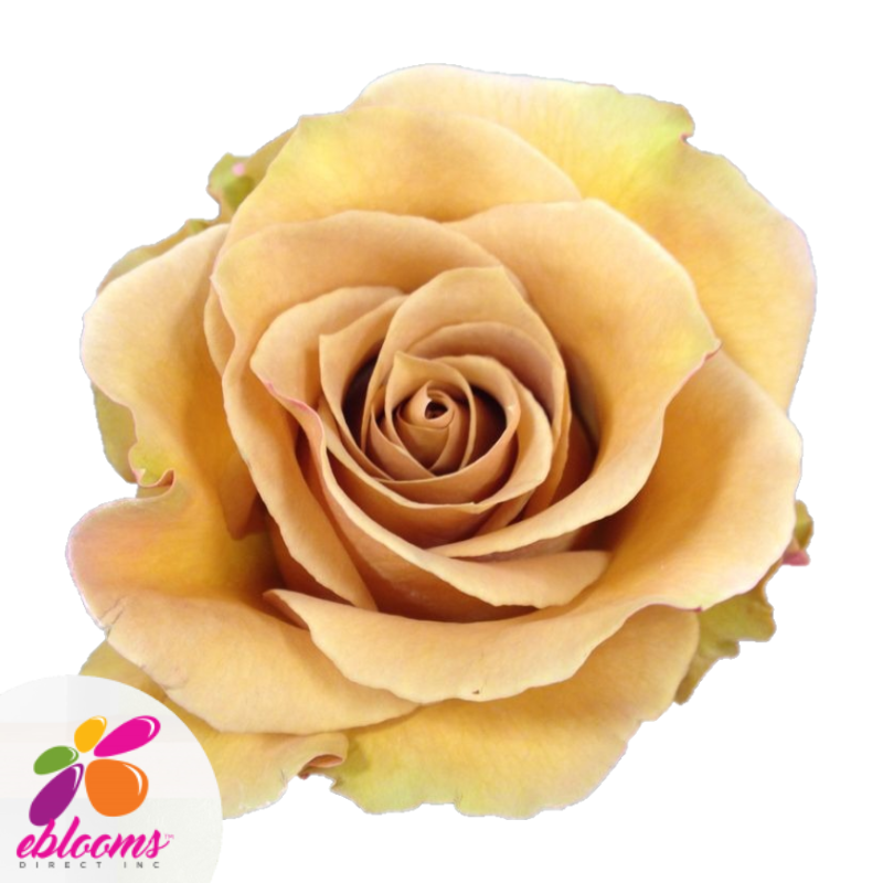 Combo Rose Variety - EbloomsDirect